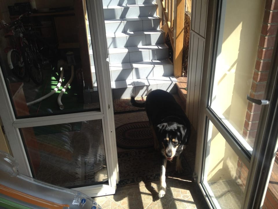Facade/entrance, Pets