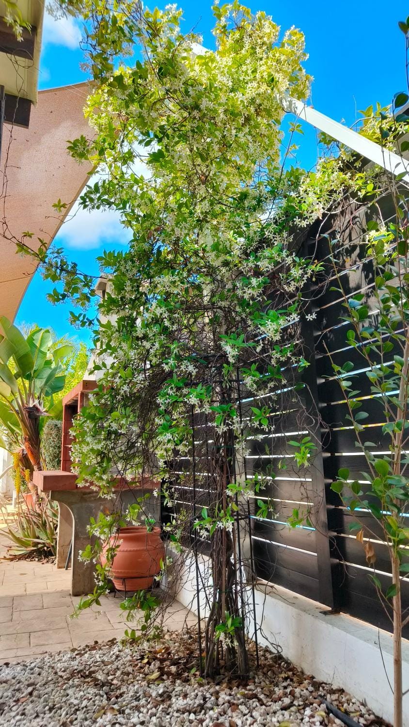 Spring, Garden, Garden view