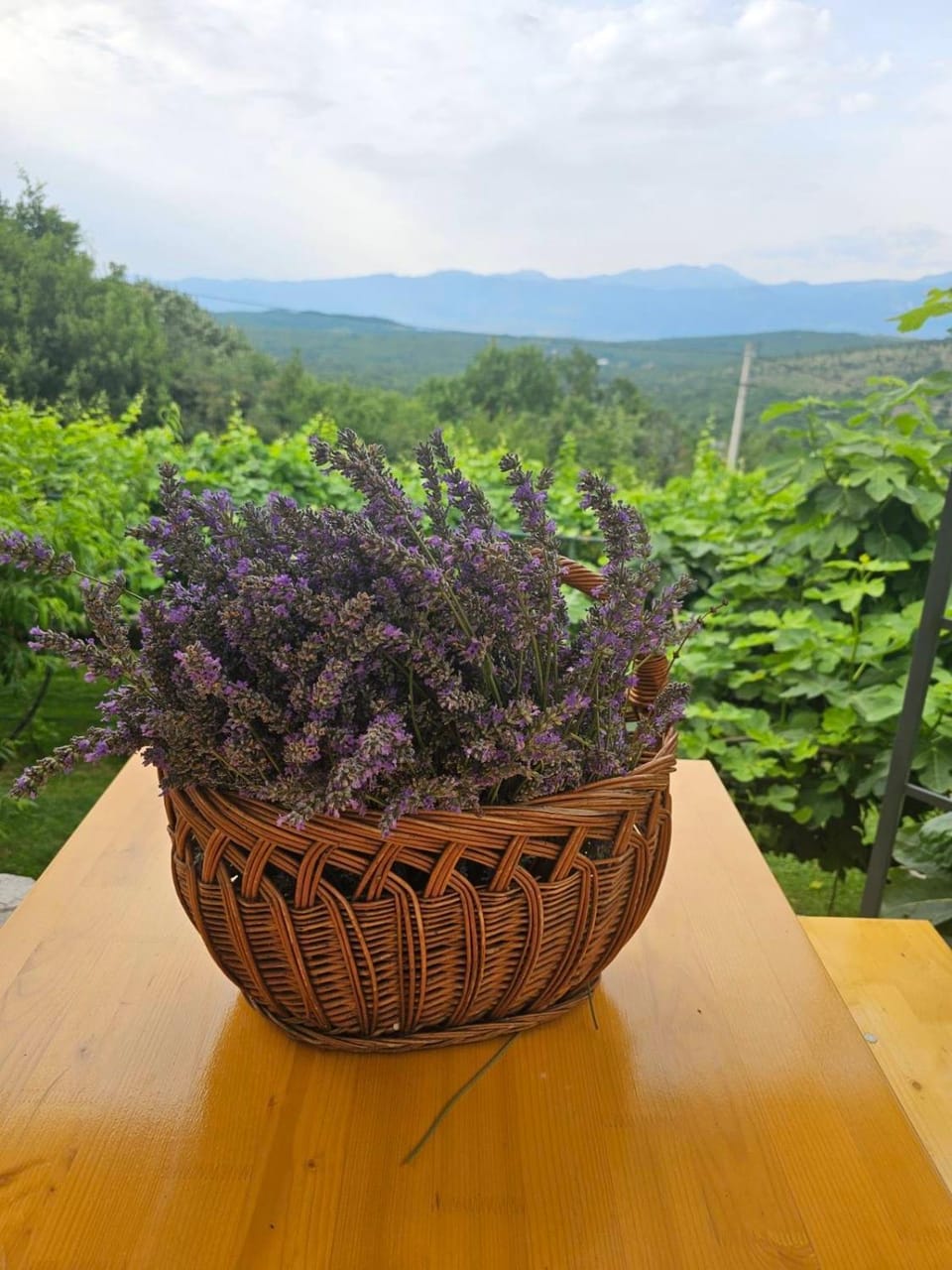 Green Silence - Vuk Apartment in Podgorica Municipality, Montenegro