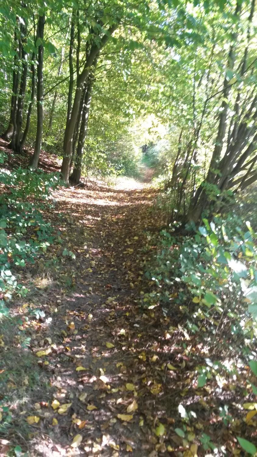 Natural landscape