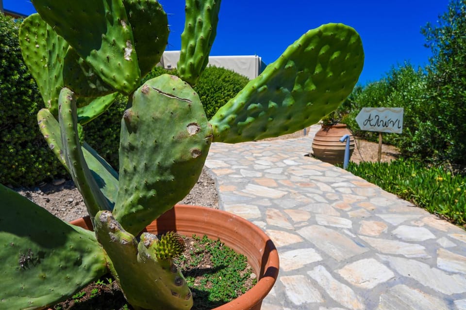 Schinoza Luxury Suites Bed and Breakfast in Decentralized Administration of the Aegean