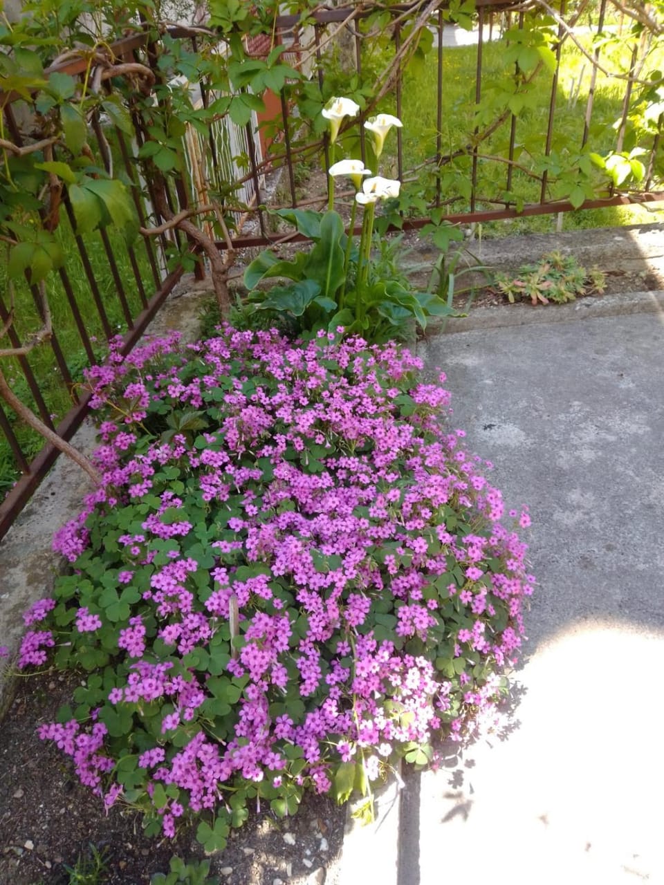 Garden, Balcony/Terrace
