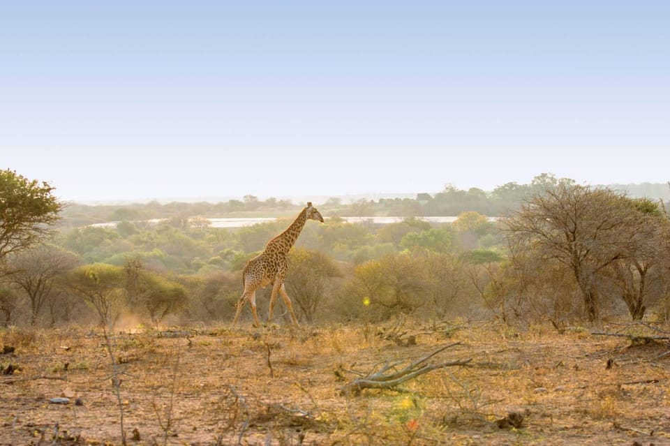 Day, Natural landscape, Activities, View (from property/room), Animals