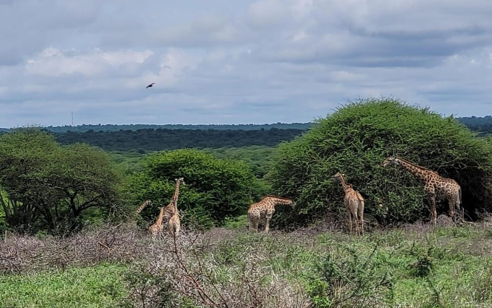 Day, Natural landscape, Animals