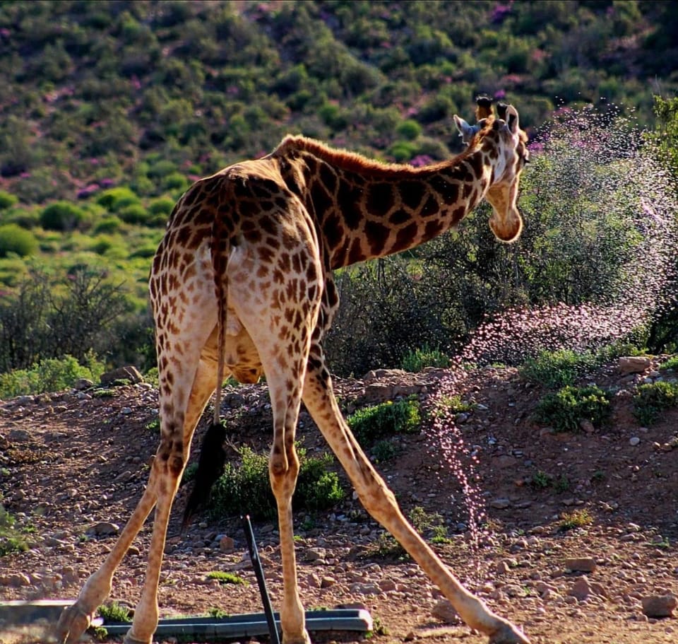 Animals