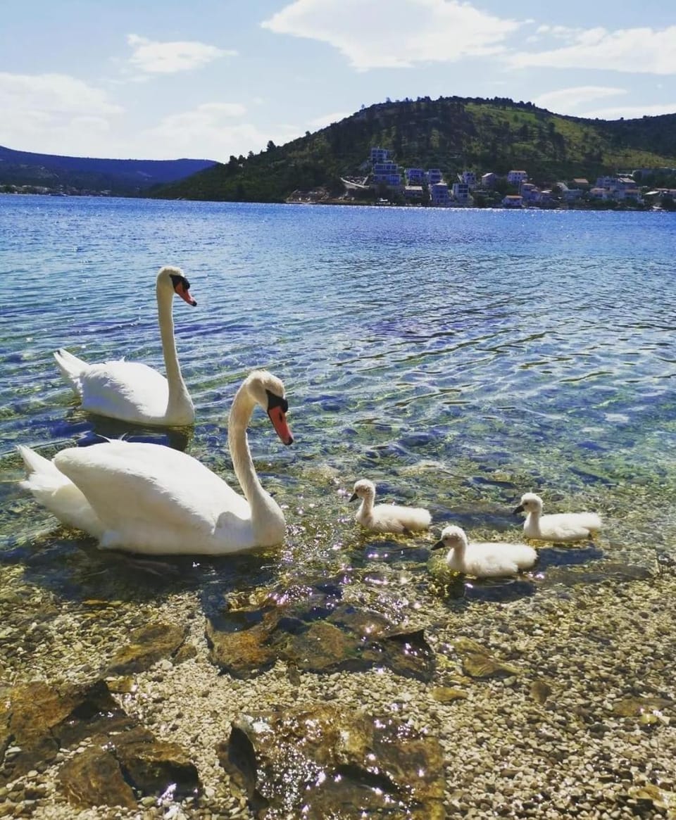 Day, Natural landscape, Beach, Animals