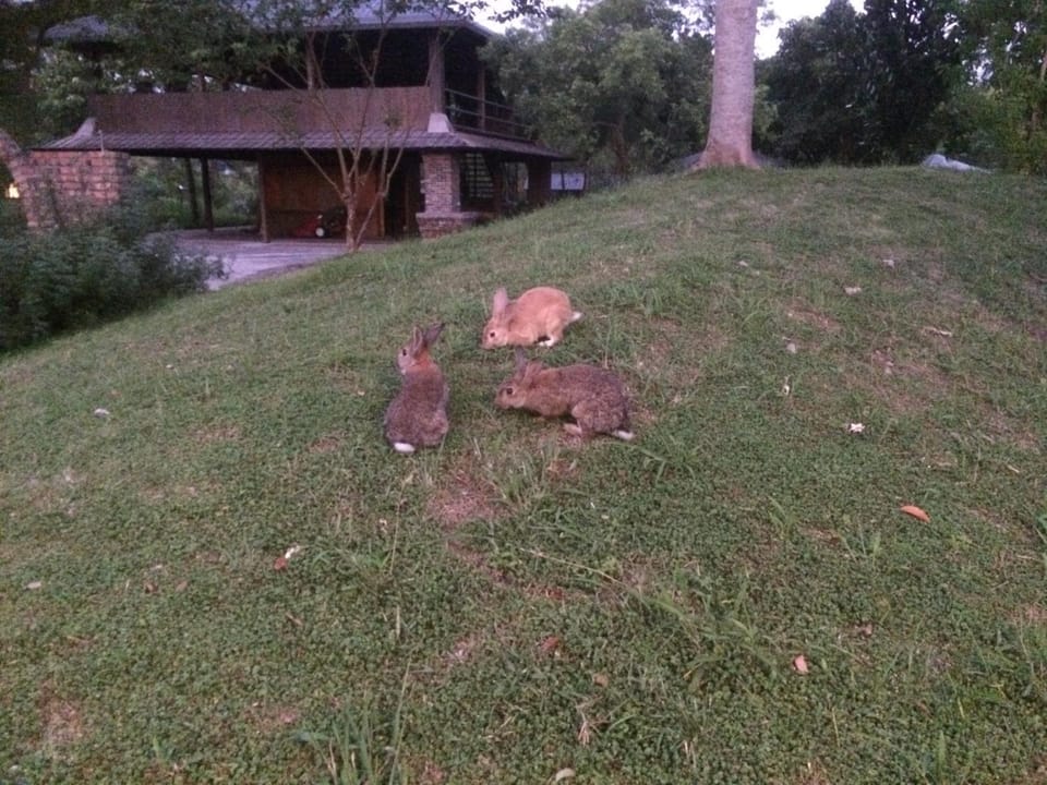 Animals