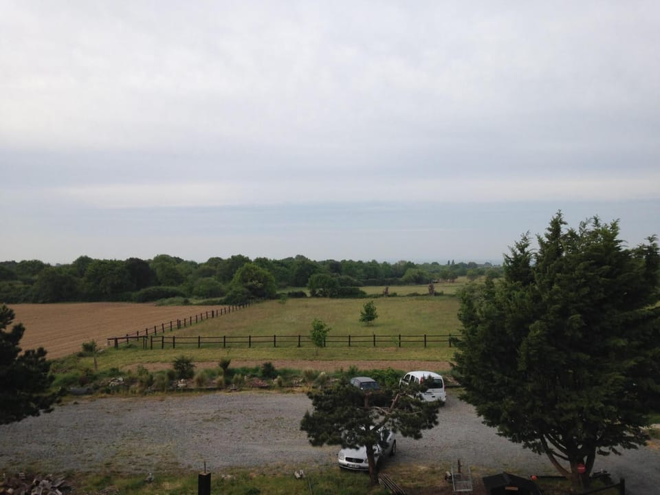 Animals, Pets, Garden view