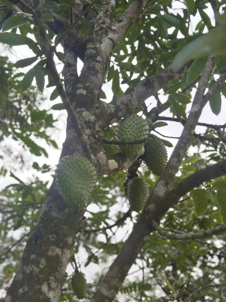 Soursop Hostel Hostel in Chiriquí Province