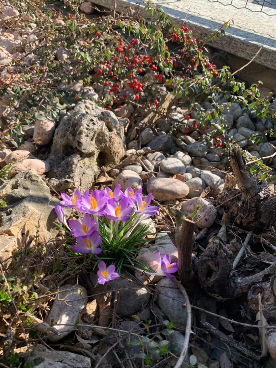 Spring