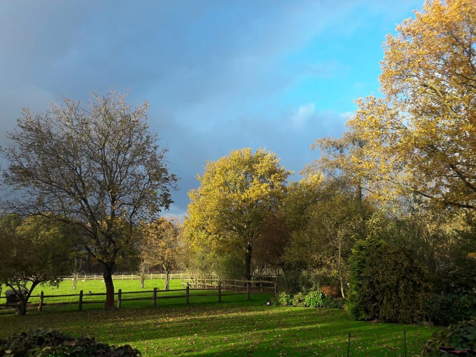 Garden view