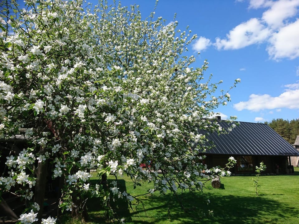 Property building, Spring, Garden, Garden view