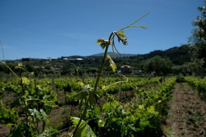Quinta de Vodra Farm Stay in Portugal