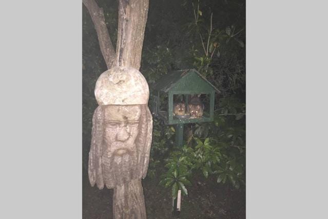 Animals, On site, Garden view