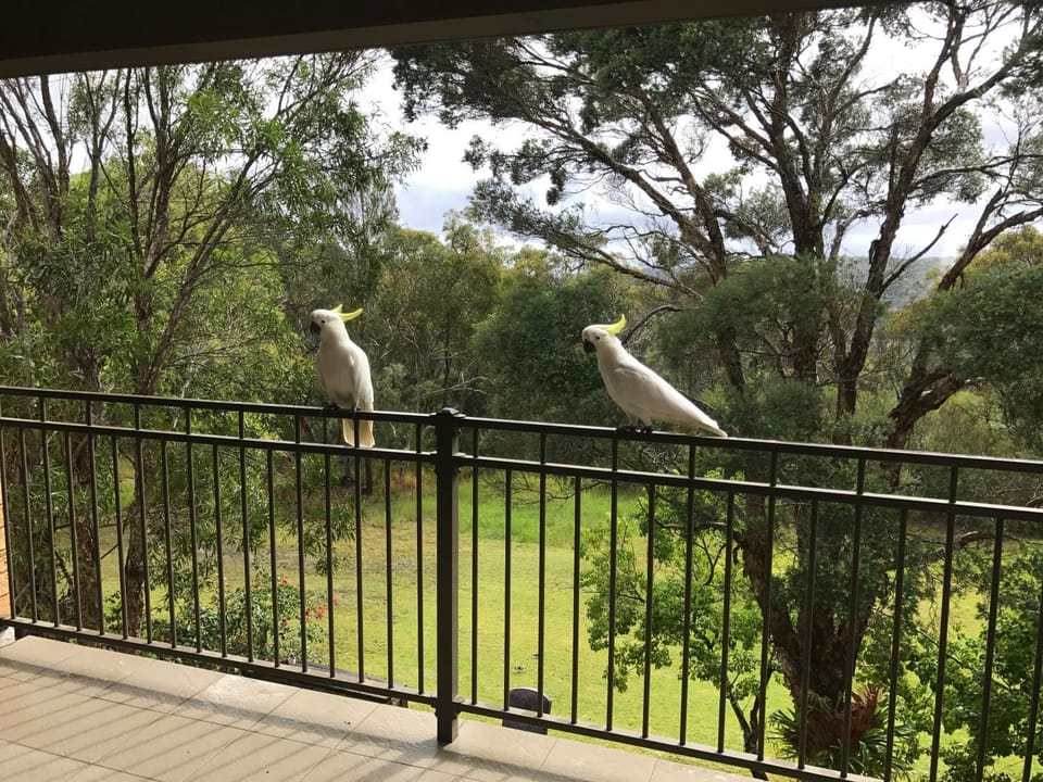 View (from property/room), Animals, Animals, On site