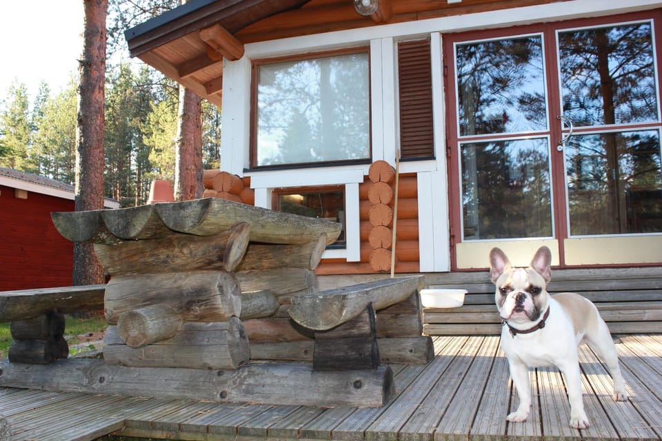 Patio, Pets