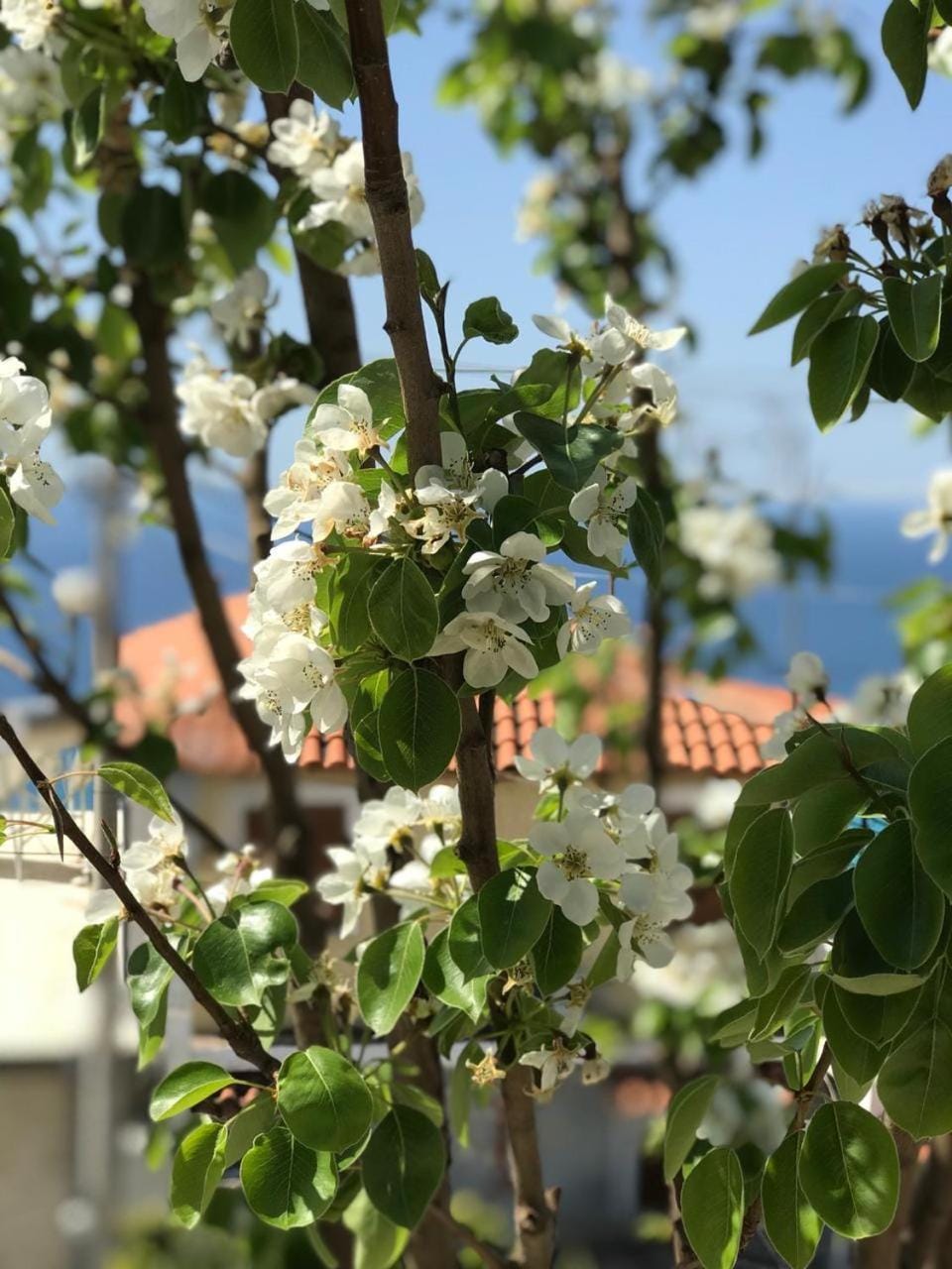 Spring