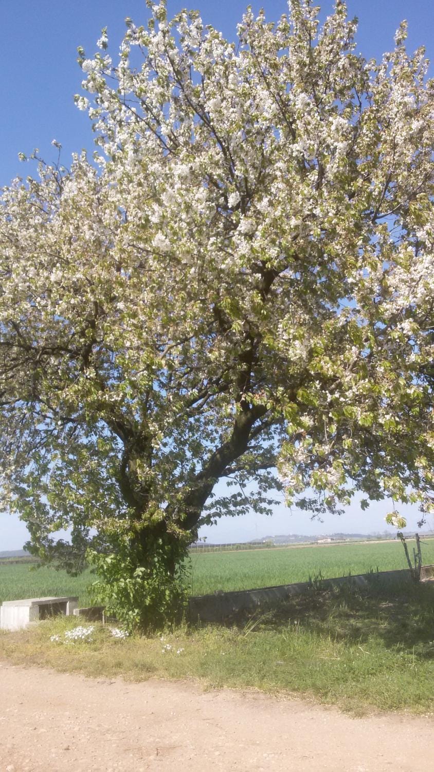 Spring
