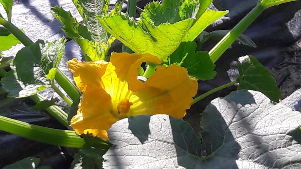 Casa Orti Apartment in Grottammare