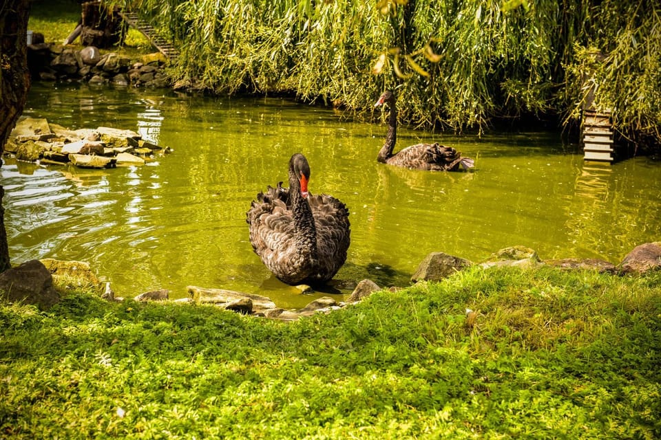 Garden, Animals