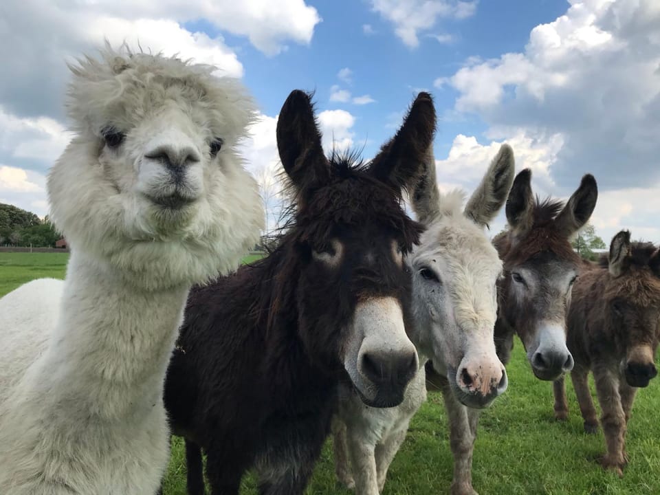 Animals