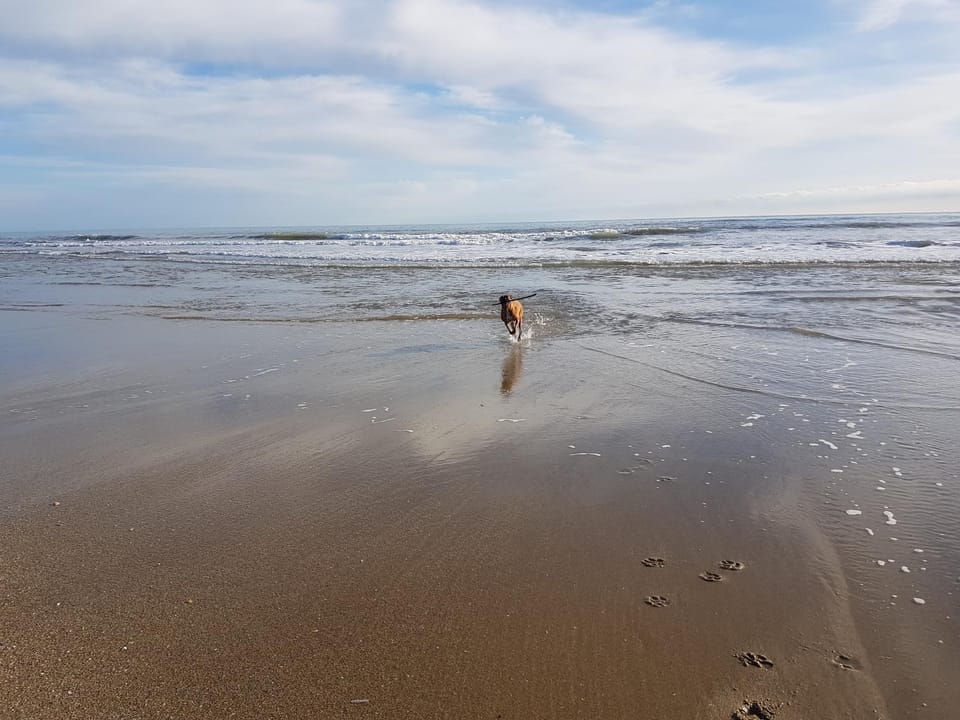Beach, Pets