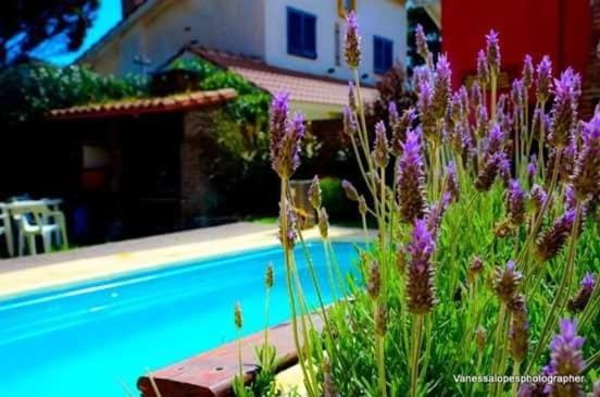Garden, Solarium, Garden view, Swimming pool