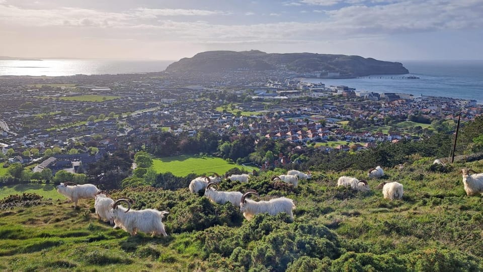 Bryn Goleu Bed & Breakfast Bed and Breakfast in Llandudno