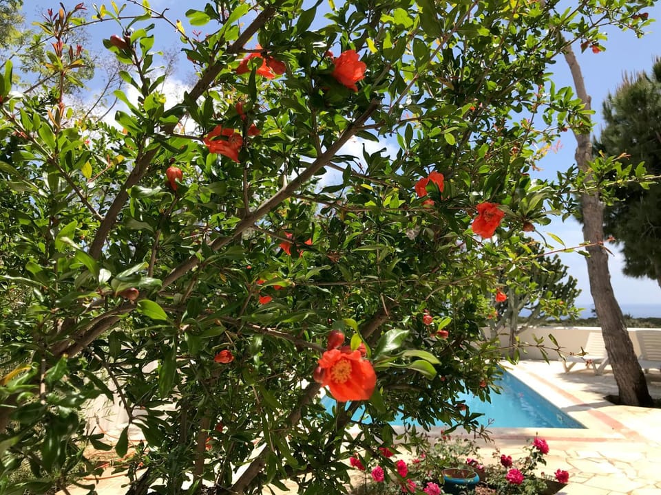 Mimosa Villa Villa in Pissouri