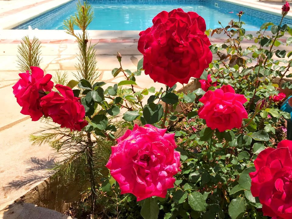 Mimosa Villa Villa in Pissouri