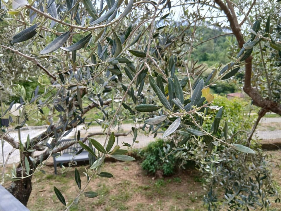 La Collina casa vicina alle Cinque Terre Apartment in Province of Massa and Carrara