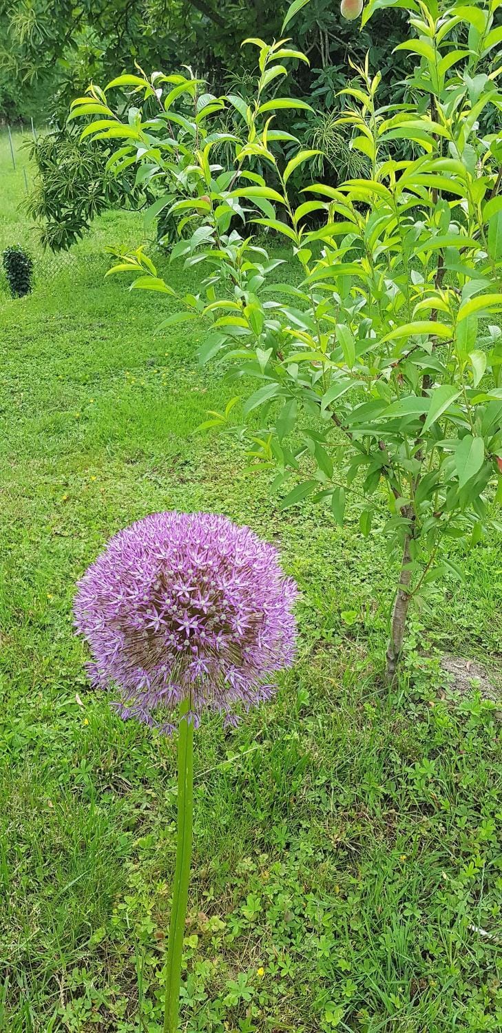 Garden, Other