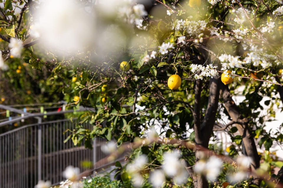 Spring, Garden, Garden view