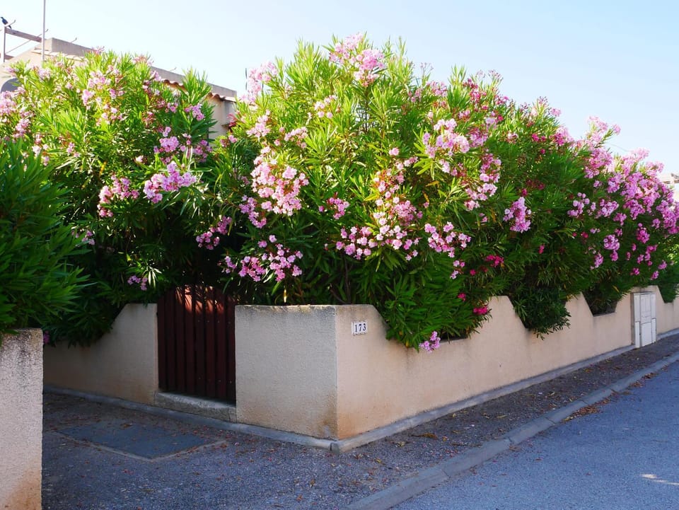 Spring, Summer, Street view, Quiet street view