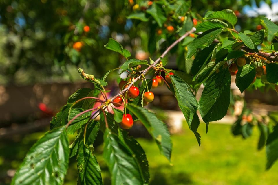 Vila Milla Apartment in Premantura