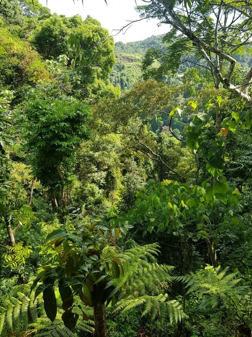 On The Rocks Bungalows, Restaurant and Jungle Trekking Tours - From May to September only stay here if you are booking jungle treks with us - feel free to contact us about our Jungle Trekking services Nature lodge in Indonesia