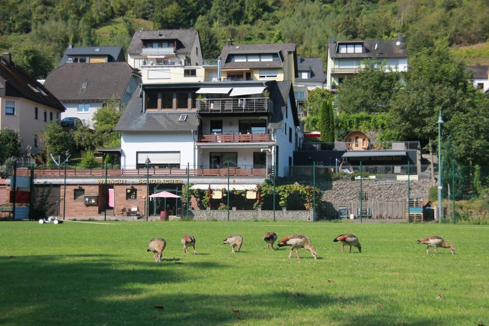 Weingut Schumacher - mit privatem Saunabereich Apartment in Ediger-Eller