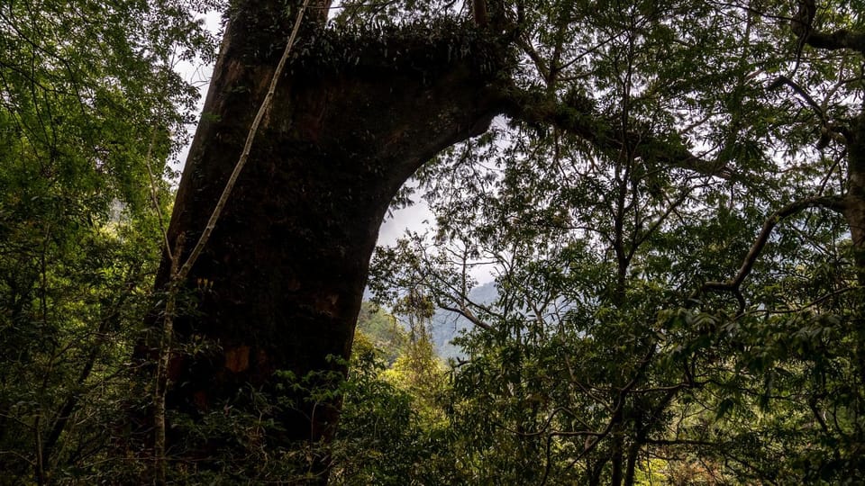 福緣山莊 桃園市民宿004號 Nature lodge in Taiwan, Province of China