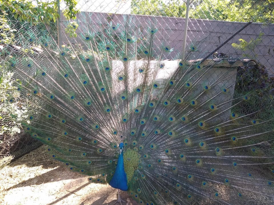 Garden, Animals