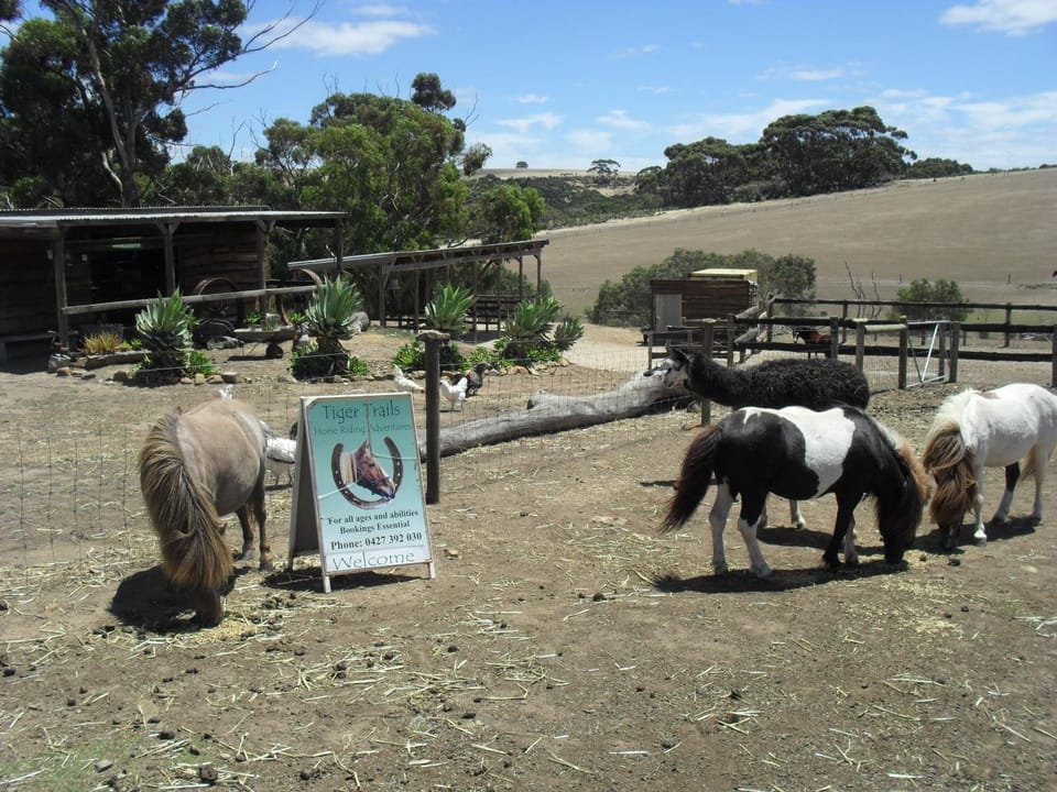 Property logo or sign, Horse-riding, Pets