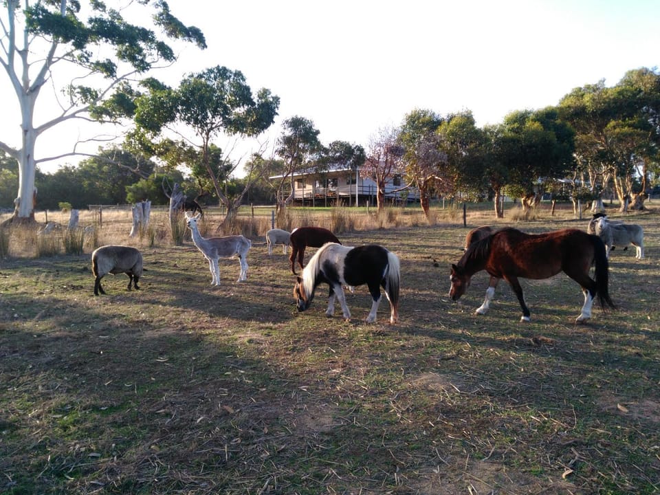 Property building, Pets