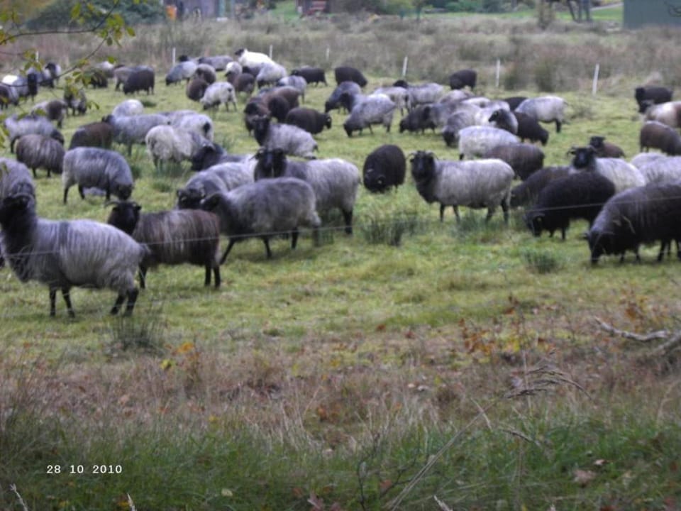 Other, Animals