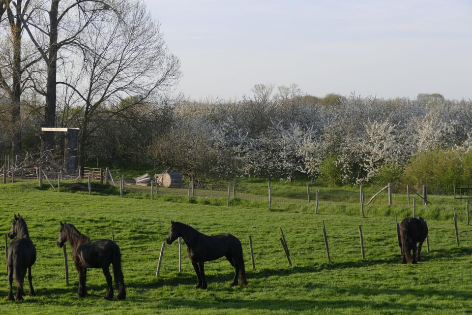 Animals