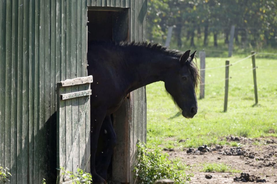 Natural landscape, Pets, Pets