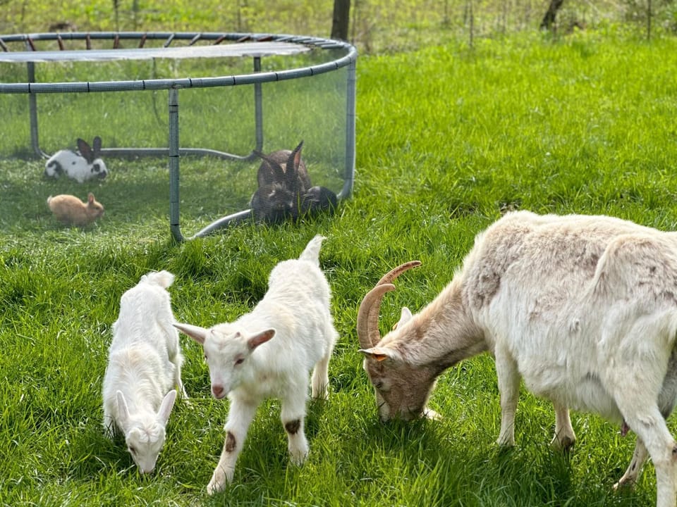 Animals