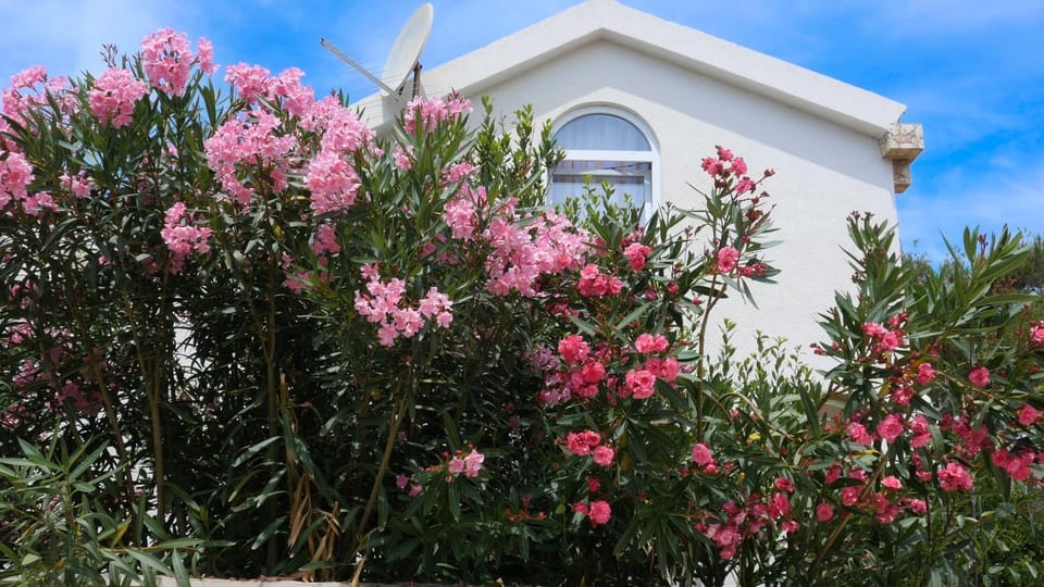 Property building, Day, Garden