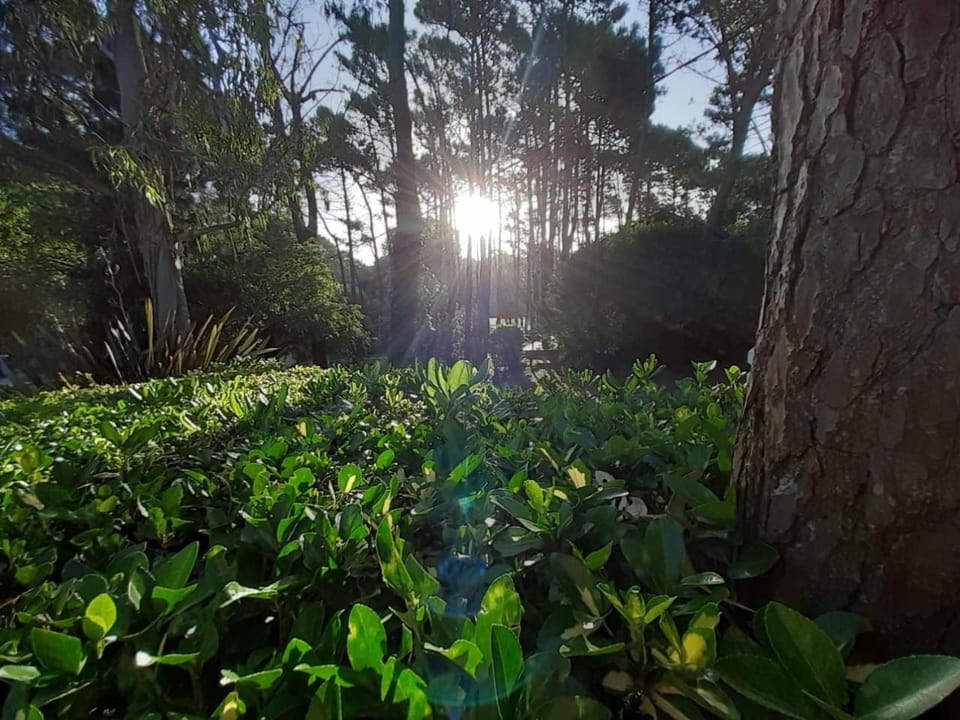 Garden view