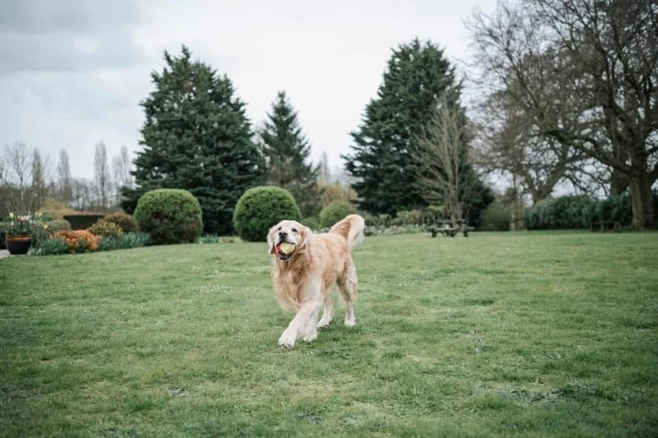 Pets, Pets, pet friendly