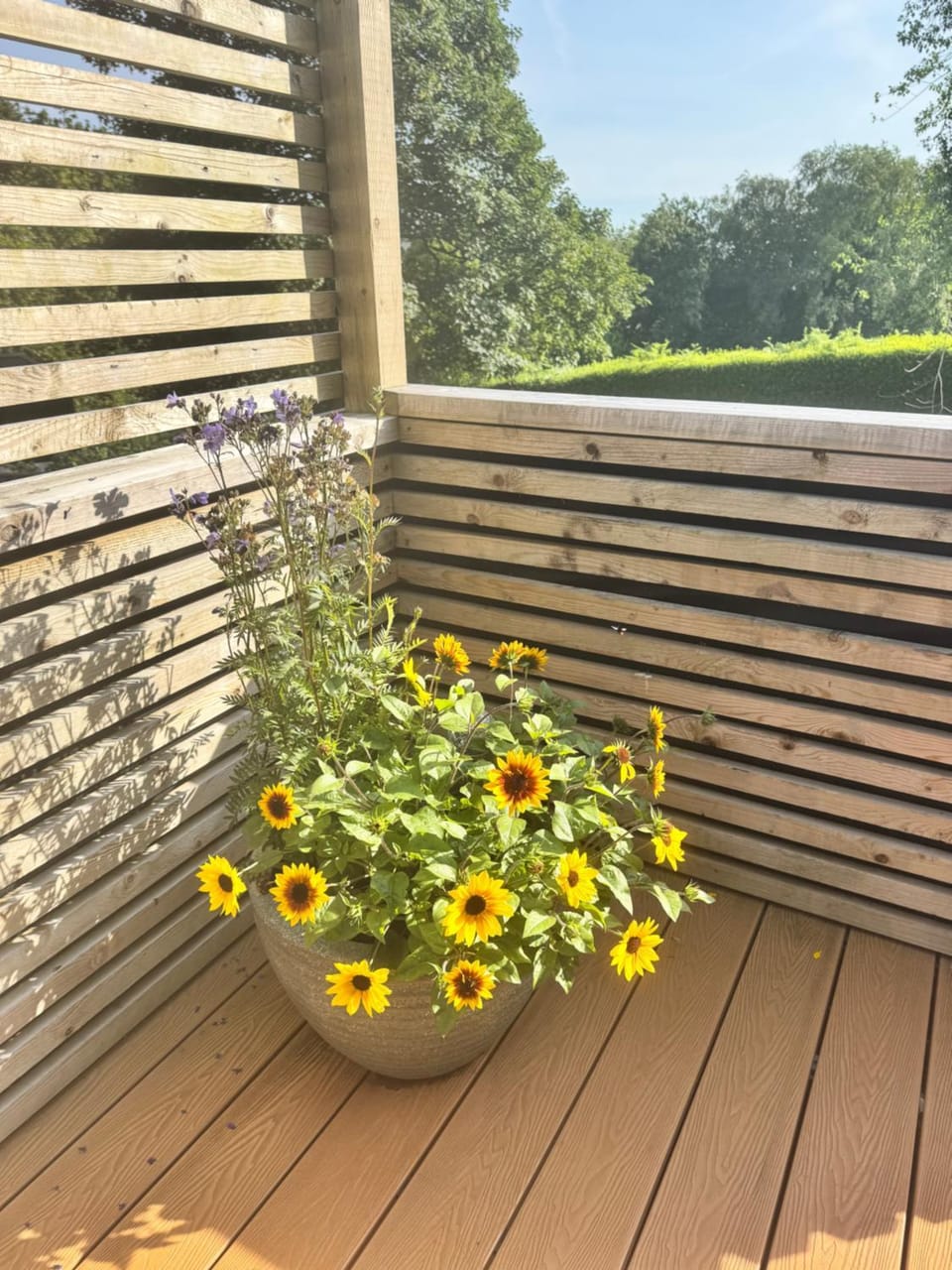 Summer, Balcony/Terrace