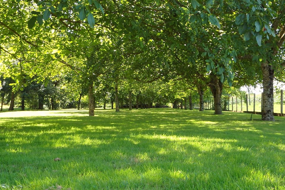 Natural landscape, Garden view